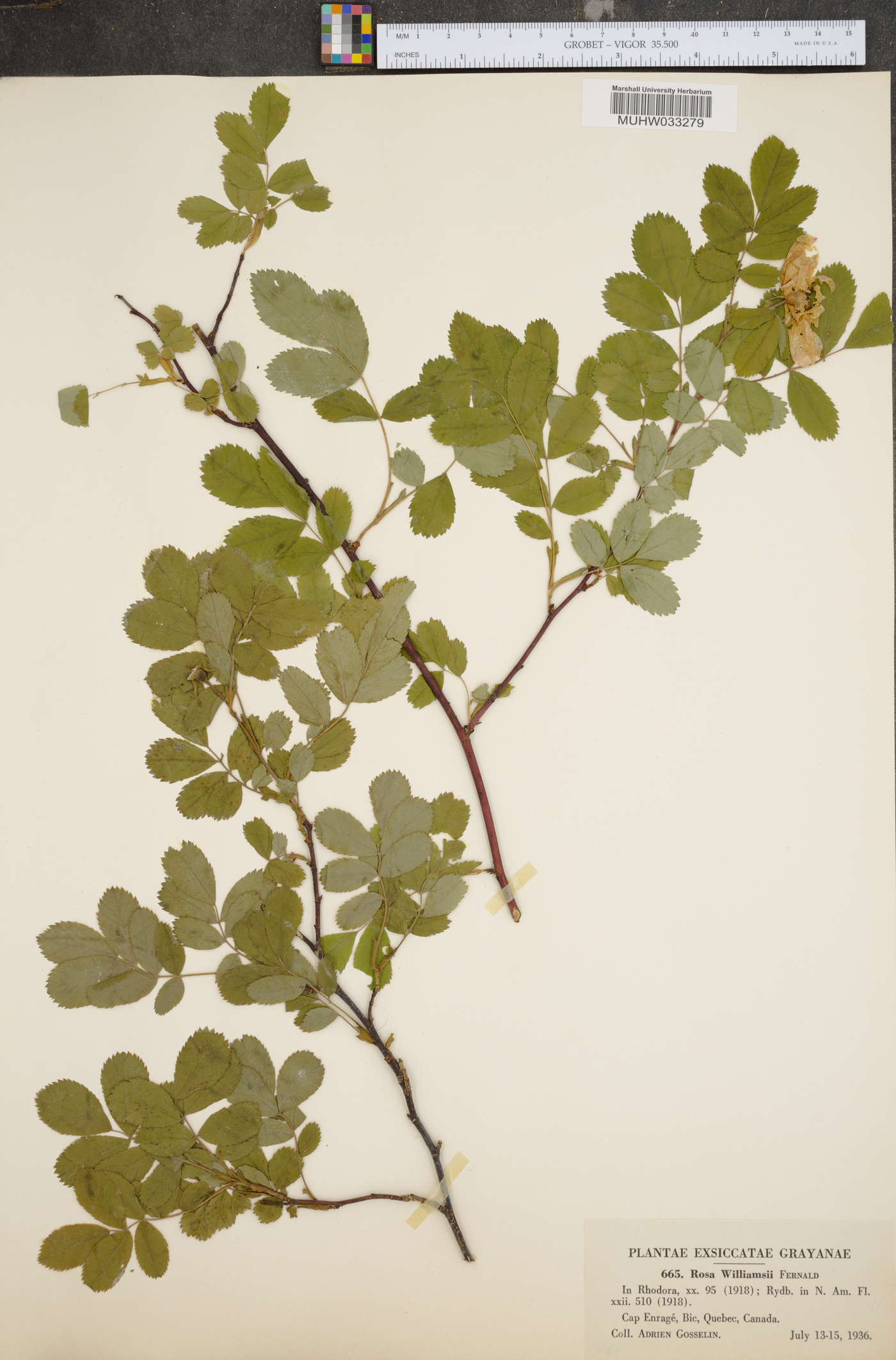 Rosa williamsii image