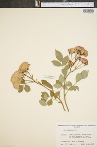 Rosa setigera image