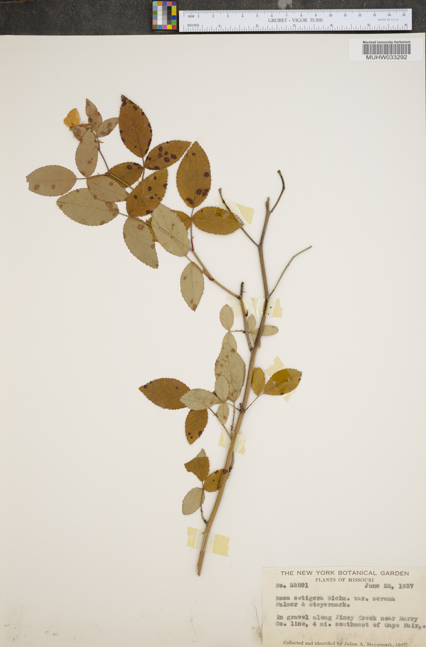Rosa setigera var. serena image