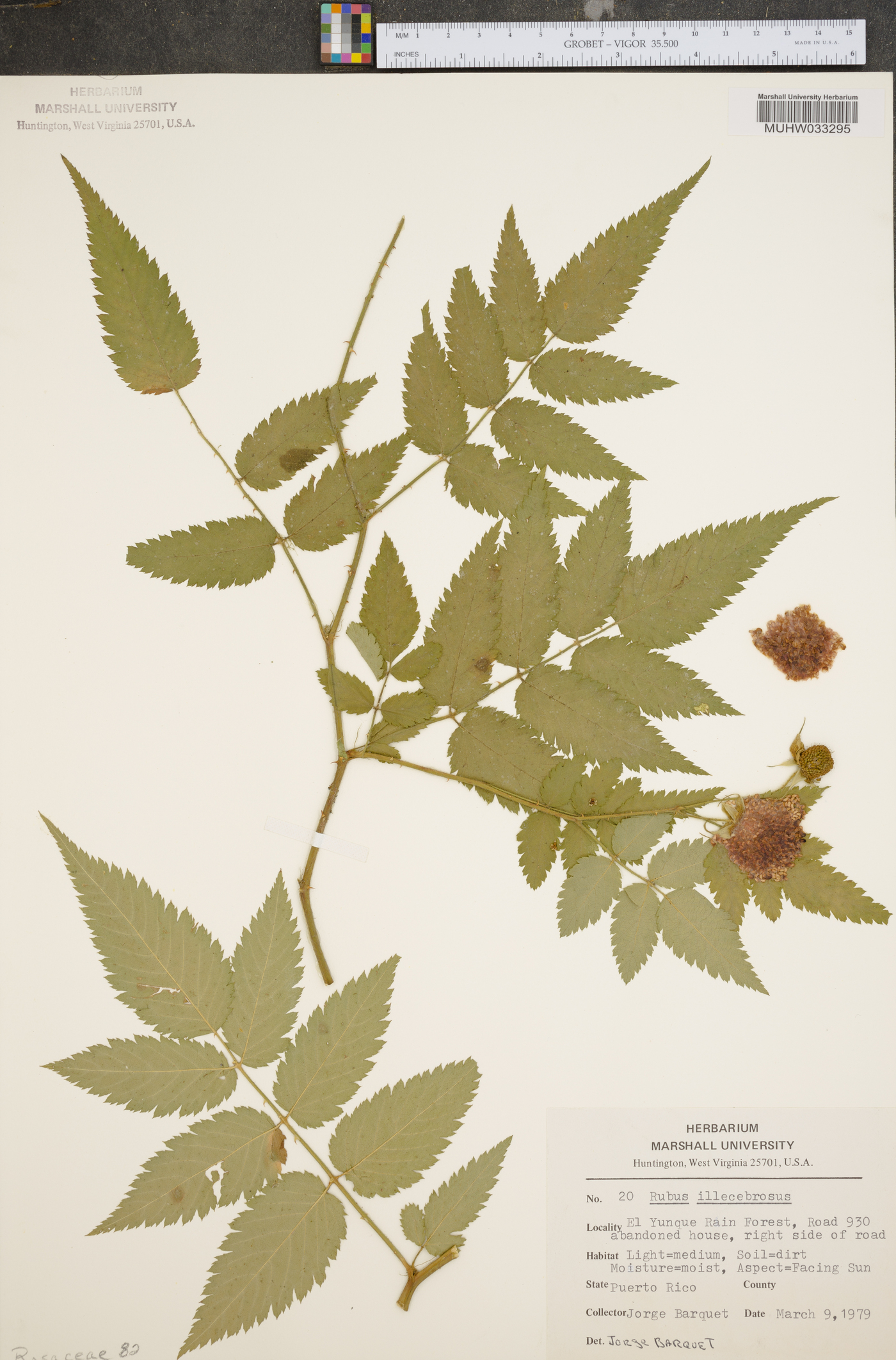 Rubus illecebrosus image