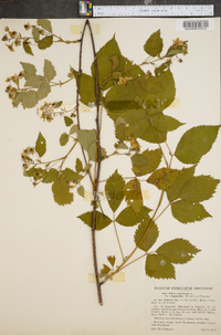 Rubus canadensis var. elegantulus image