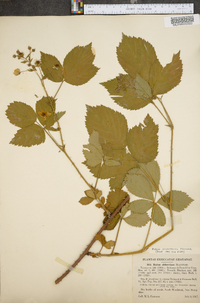 Rubus aculiferus image