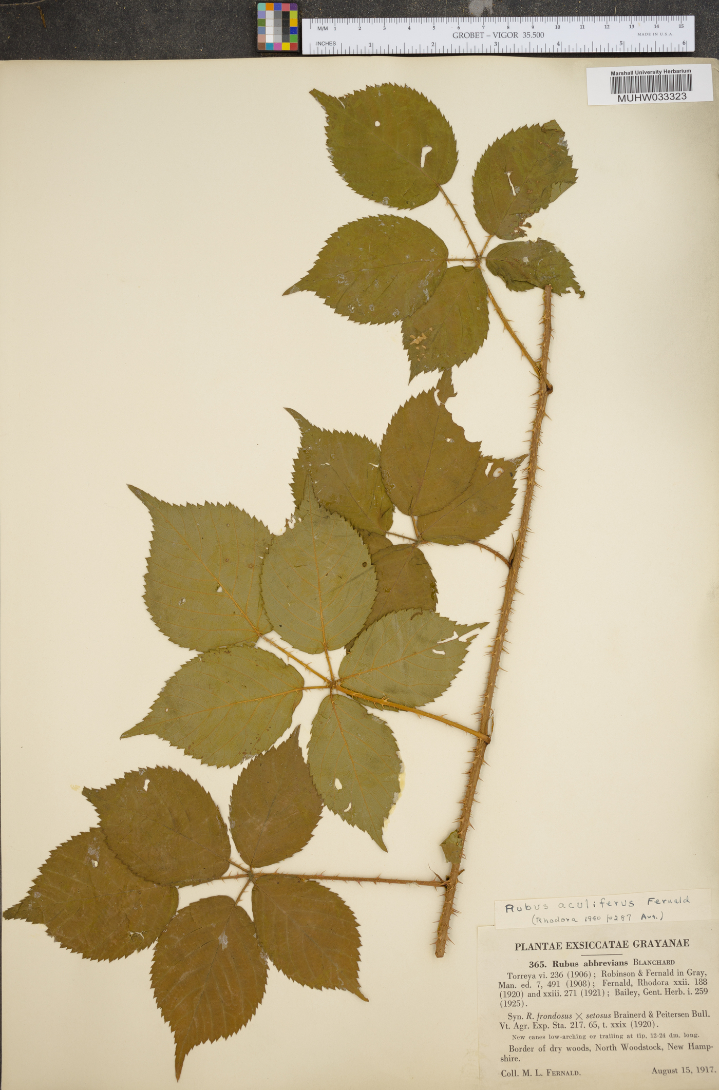 Rubus aculiferus image