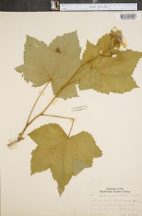 Rubus parviflorus image