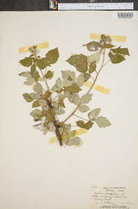 Rubus occidentalis image