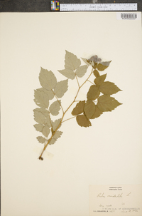 Rubus occidentalis image