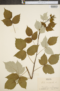 Rubus occidentalis image