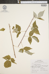 Rubus occidentalis image