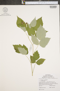 Rubus occidentalis image