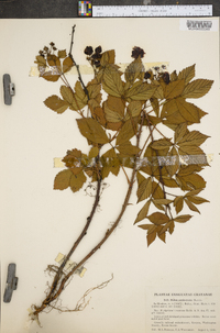 Rubus semisetosus image