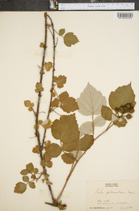 Rubus phoenicolasius image