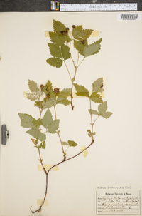 Rubus pubescens image