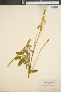 Sanguisorba canadensis image