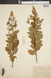 Spiraea latifolia image