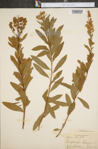 Spiraea alba image