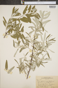 Elaeagnus angustifolia image