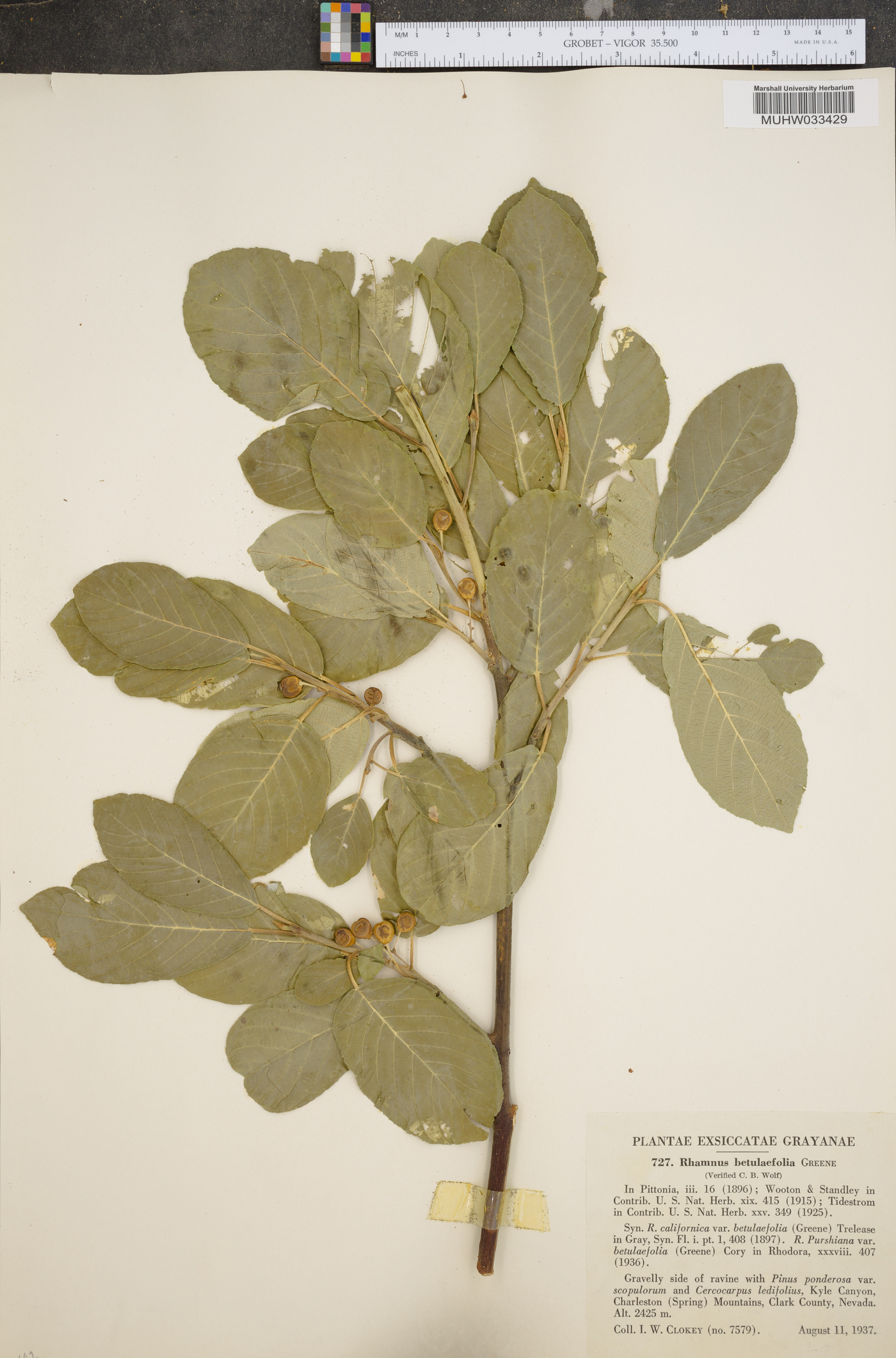 Rhamnus betulaefolia image