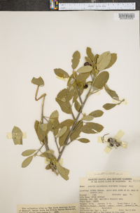 Frangula californica image