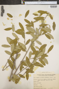 Rhamnus tomentella image