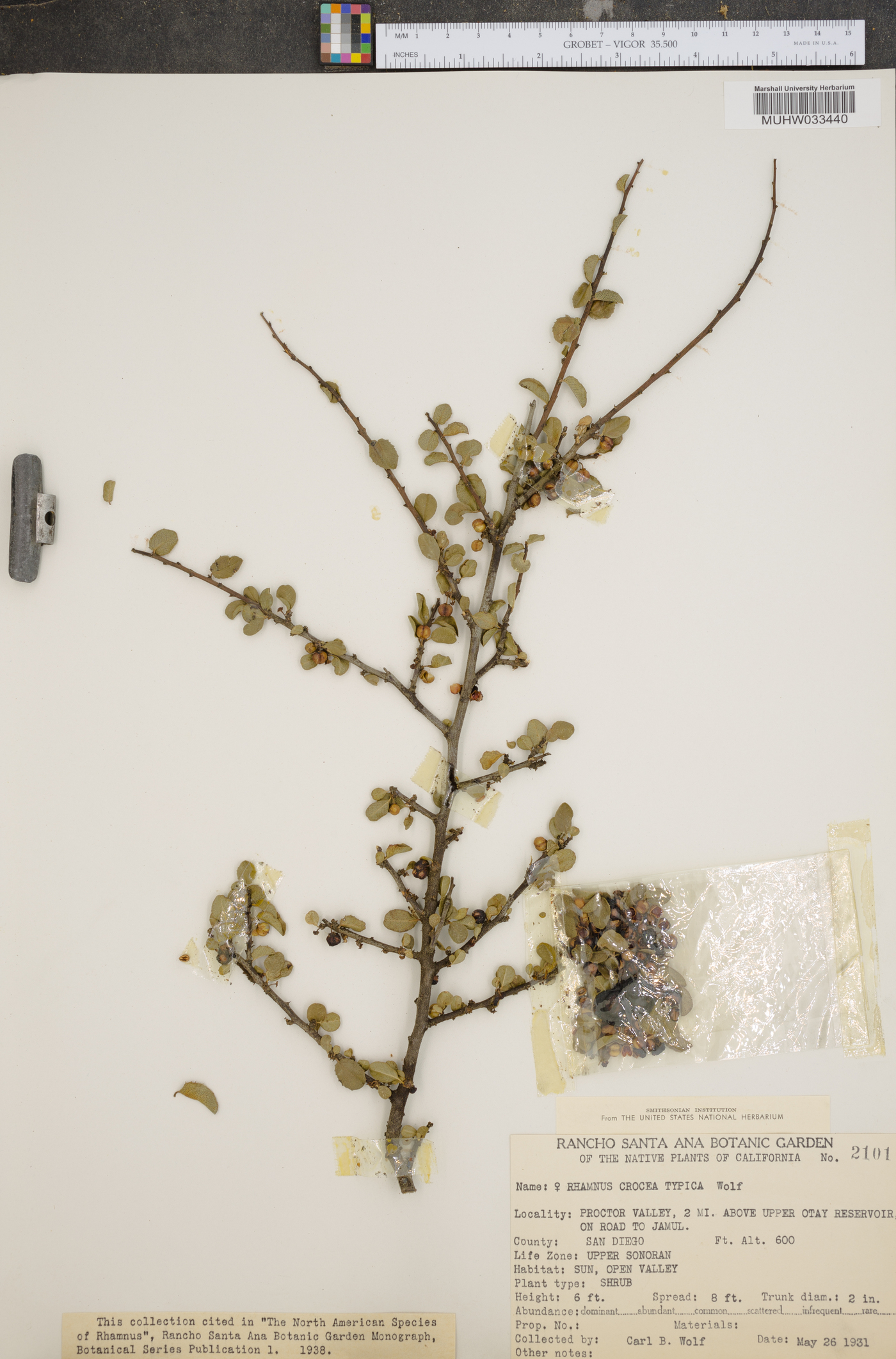 Rhamnus crocea var. crocea image