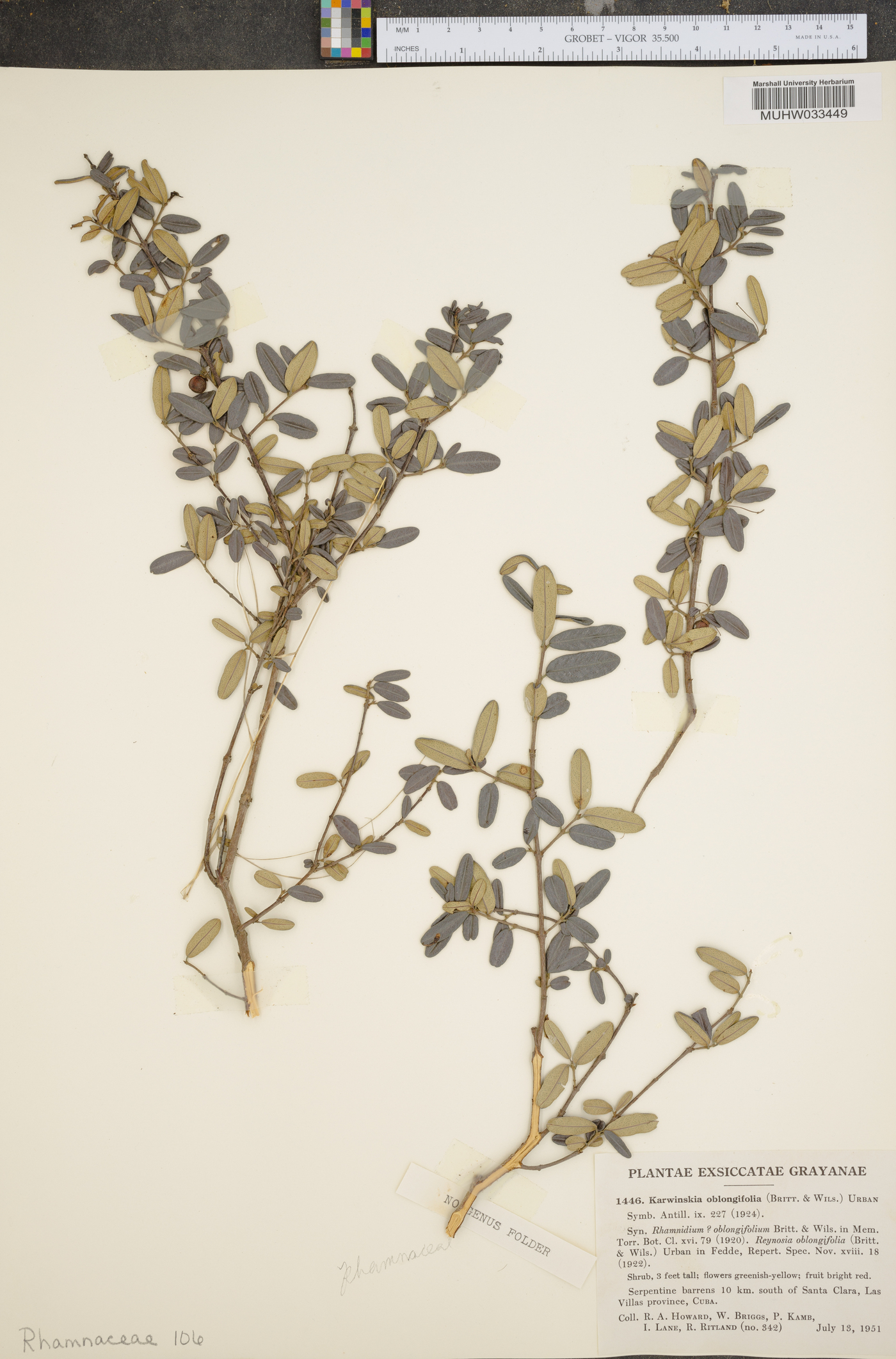 Rhamnidium image