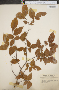 Ulmus alata image