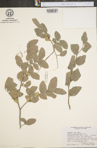 Ulmus crassifolia image