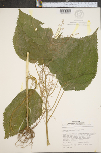 Laportea canadensis image