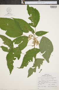 Laportea canadensis image