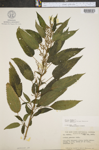 Urtica gracilis image