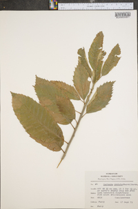 Castanea dentata image