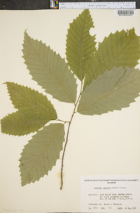 Castanea dentata image