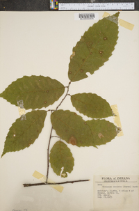 Castanea dentata image