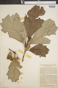 Quercus bicolor image