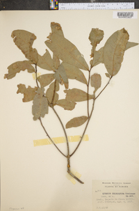 Quercus salicifolia image