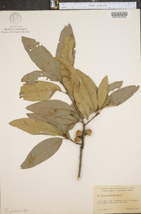 Quercus imbricaria image