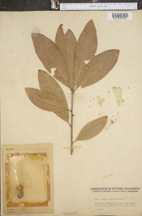 Quercus imbricaria image