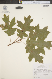 Quercus palustris image