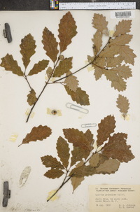 Quercus prinoides image