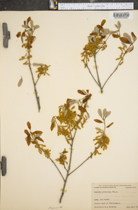 Quercus prinoides image