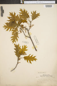 Quercus rubra var. ambigua image