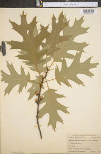 Quercus rubra var. ambigua image