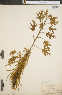 Quercus rubra var. ambigua image