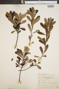 Myrica gale image