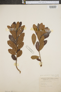 Myrica caroliniensis image