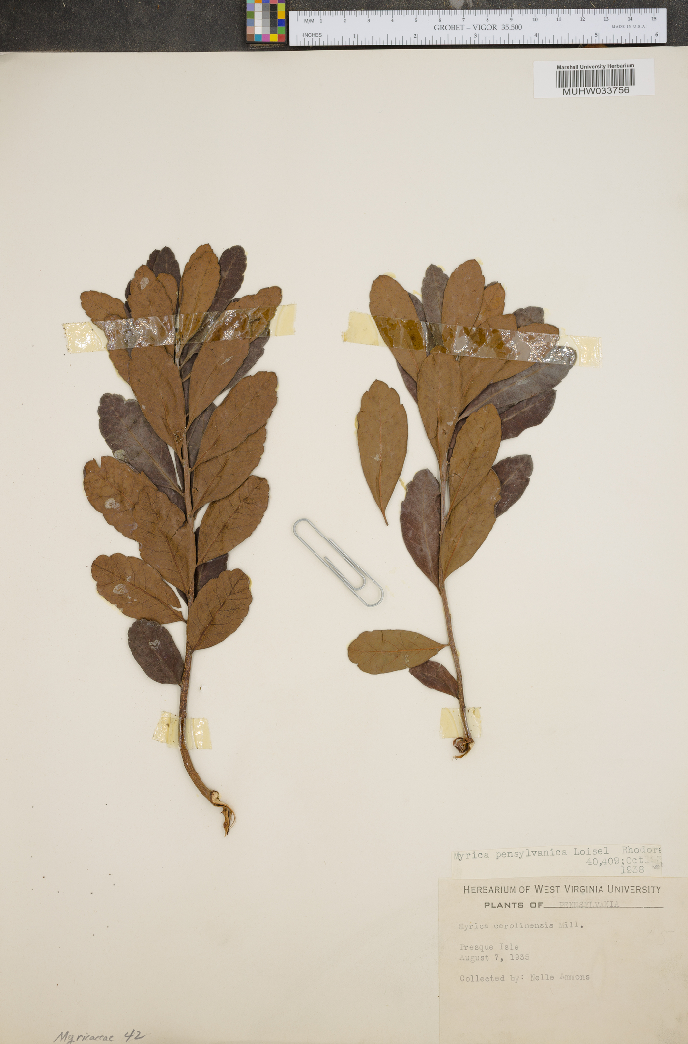Myrica caroliniensis image