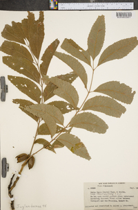 Carya illinoinensis image