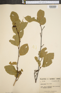 Alnus crispa image