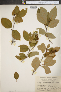 Alnus crispa image