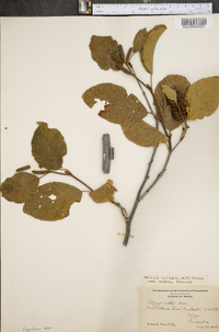 Alnus crispa image